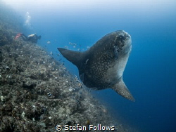 If you insist!

Southern Ocean Sunfish - Mola ramsayi
... by Stefan Follows 